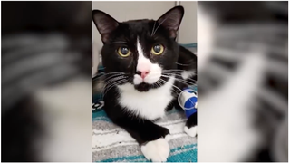 Washing Machine Cat Is a True Survivor